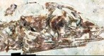 Fossil Sinohydrosaurus head