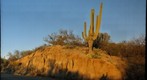 Saguaro and Roadcut at Sunset