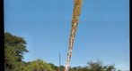 Common Sotol, southern Arizona