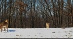 Deers in Winter (II)