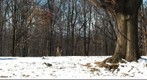 Deers in Snow - Garret Mountain Park, NJ 
