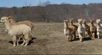 Alpacas/Llama in the Winter