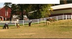 Alpacas in the Fall