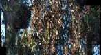 090116 Main Ellwood Monarch butterfly grouping