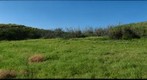 `Ihi`ihilauakea (_Marsilea villosa_) habitat, Koko Head, O`ahu
