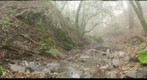 Guadalupe Creek at Woods Trail in Sierra Azul Open Space Preserve for BioSITE