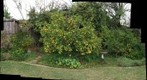 090124 backyard citrus trees etc autostitch
