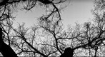 Vertical Panorama Alamo Creek Tributary