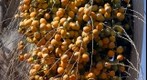 Palm Tree Nuts - Telephoto Macro (Made with 700mm lens...)