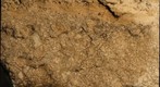 Pisolith-rich Grainstone, Tansill Formation(?), Whites City, New Mexico