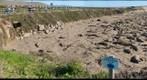 Elephant Seals (Pacific Coast)