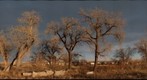 Cottonwood sunset 01.30.09