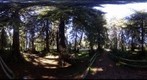 20090202 Stowe Grove
