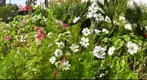 8th St Flower Patch