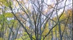 Tree #001