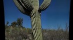Saguaro Cactus