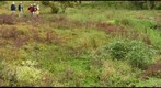 Landscape with Giant Tortoises