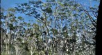 Koa Forest, Hawaii Volcanoes National Park