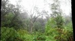 Rainforest at Thurston Lava Tube