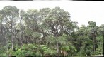Forest at Hawaii Volcanoes National Park
