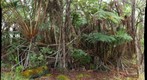Forest near Devastation Trail