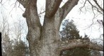 Tree, Easton, CT