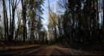 View from Fire Truck Trail # 2, Forest Park, Portland, OR