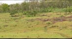 Spot the Giant Tortoises