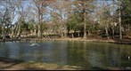 Huntsville: The Duck Pond
