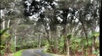 Fern Forest on Crater Rim Drive in HVNP