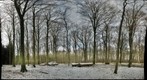 Forest_1