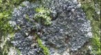 Lichen on _Acacia koa_ trunk