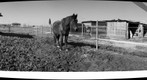 Tuscany landscape  BN  with horse 