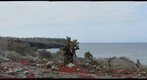 Galapagos - South Plaza Center