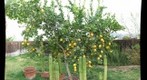 Lemon Tree and Cactus