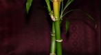 ''Lucky bamboo'' plant