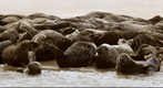 The Sound of Seals