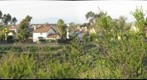 Backyard 1