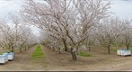 Almond Bloom