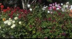 Dahlias