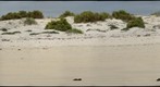 Floreana Beach