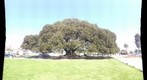 20090307 Morton Bay Fig Tree