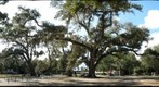 Oak trees at the Audubon Zoo, New Orleans