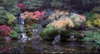 Koi pond in November