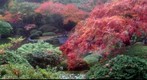 Japanese Garden bridge