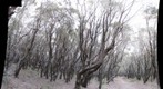 Casuarina Forrest