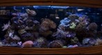 2009-03-08 Aquamart Tank 2