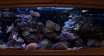 2009-03-08 Aquamart Tank 2-2