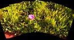 close-up of pink flower