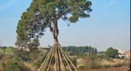 Pi d'en Xandri (03)